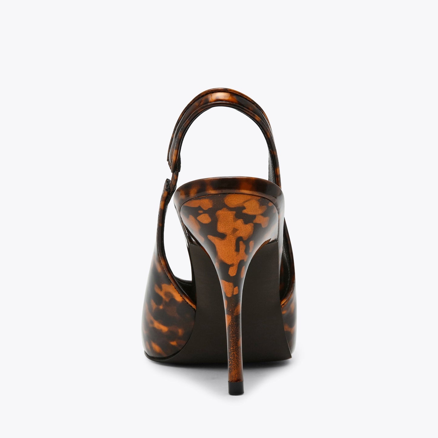 Amdromeda Tortoise